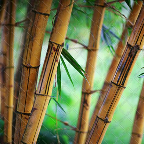 دانلود تصویر با کیفیت درخت بامبو